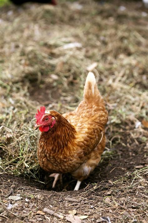 Don's Tips: Insects Pests on Chooks - Burke's Backyard