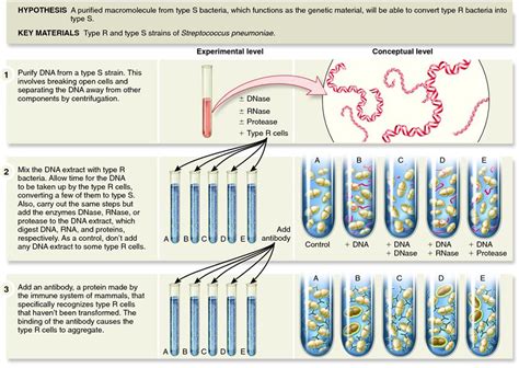 AMM's Experiment - DNA Experiment