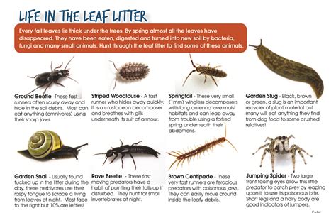 What’s lurking in the leaf litter? – NatureKidsBC