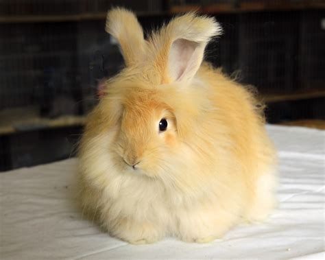 Choosing your Angora rabbit for show - UK National Angora Rabbit Club