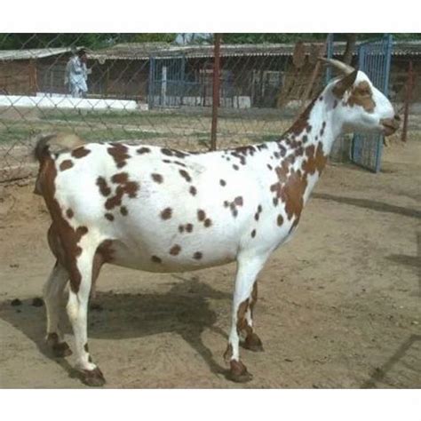 Barbari Goat at Rs 300/kg | Manpura | Mahendragarh | ID: 16894113430