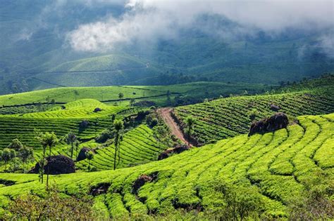 Premium Photo | Green tea plantations in munnar, kerala, india