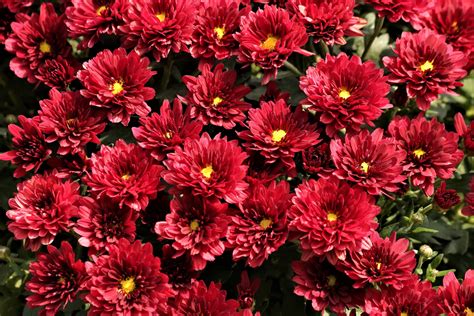 Red Chrysanthemum Flowers Free Stock Photo - Public Domain Pictures