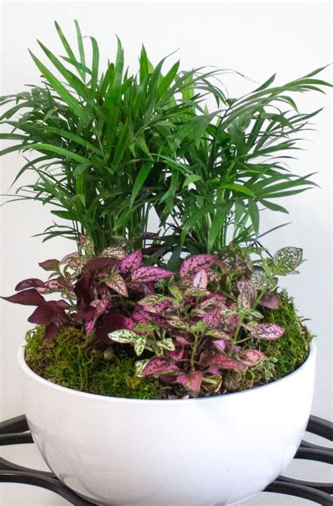 10 Low-Light Indoor Plants the Can Thrive in Your Home and Office - Natalie Linda