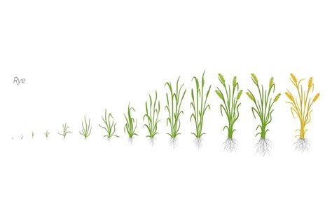 Growth stages of Rye plant. Cereal increase phases. Vector illustration ...