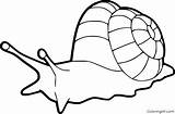 Free Snail Coloring Pages sketch template