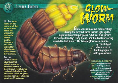 Glow-Worm | Weird n' Wild Creatures Wiki | Fandom