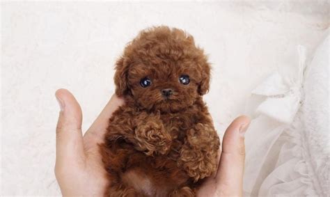 10 Things You Didn't Know About the Teacup Poodle