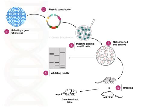 Gene Knockout: Steps, Methods and Applications