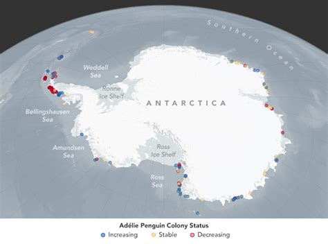 Climate Change May Shift or Shrink Penguin Habitat