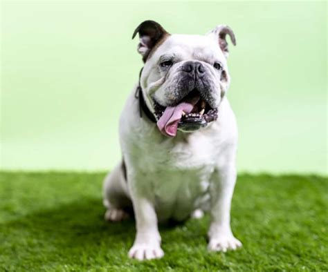 12 Bulldog Mix Dogs That Will Steal Your Heart - Your Dog Advisor