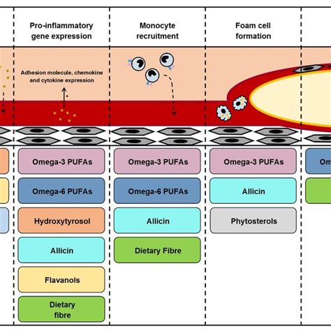 Which Of The Following Sequences Best Summarizes The Gradual Development Of Atherosclerosis ...