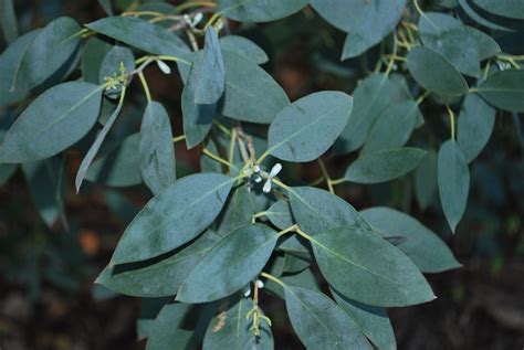 Eucalyptus Gunnii | Emerald Plants