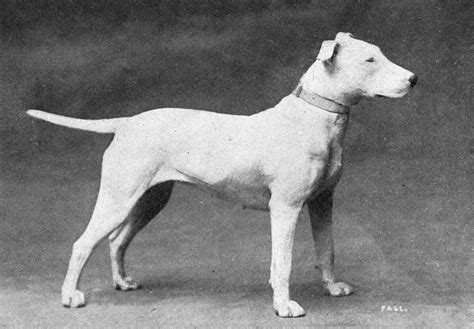 File:Bull Terrier from 1915.JPG - Wikipedia