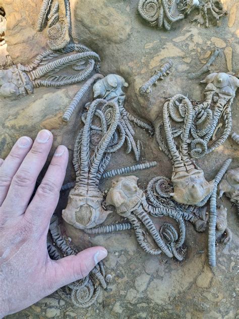 These crazy looking things are fossils of an ancient sea dwelling creature! : r/BeAmazed