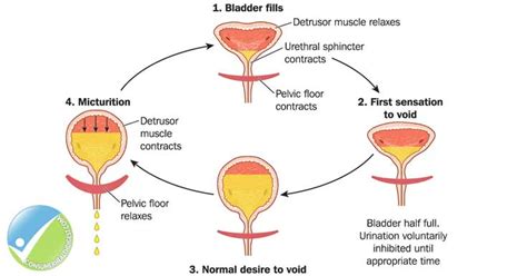 What are some causes of bladder pain and urgency? - paperwingrvice.web.fc2.com