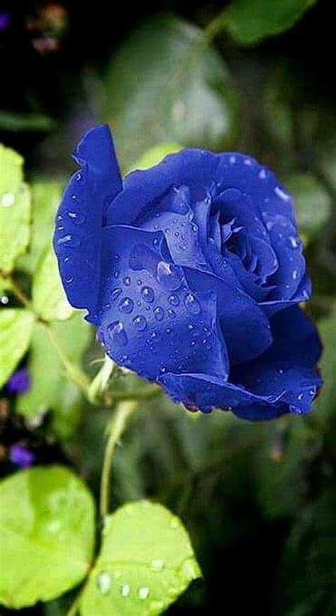 Royal Paradise Garden"Indigo Blue" Rose Flower Plant Home Garden Plant 1 Grafted Rose Live Plant ...