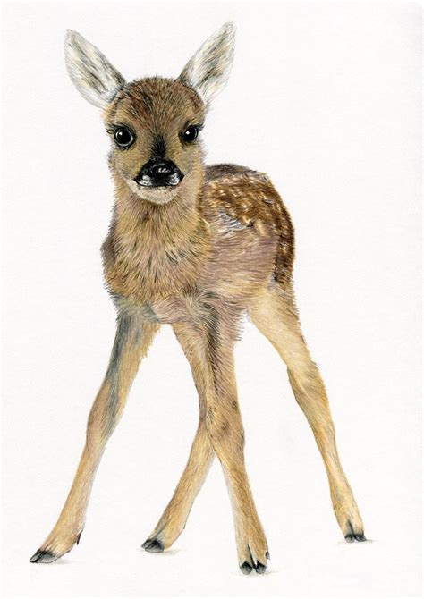 FAWN Baby Roe Deer Nursery Ltd Edit art drawing prints 2 sizes A4/A3 ...