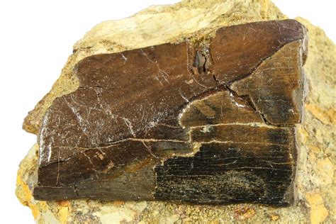 1.15" Partial Fossil Tyrannosaur (Nanotyrannus?) Tooth - Wyoming ...