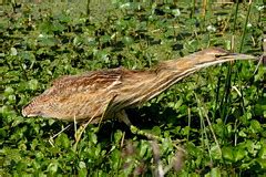 American Bittern elongated | James Diedrick | Flickr