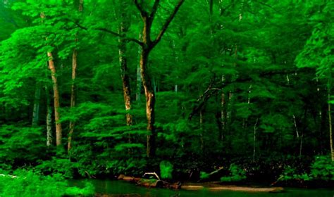 Green Tree Wallpapers - Top Free Green Tree Backgrounds - WallpaperAccess