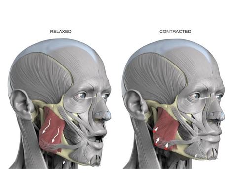 Masseter muscle - Origin, Insertion, Function, Exercise