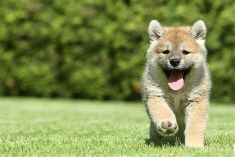 Shiba Inu Dog Names | Popular Male and Female Names | Wag!