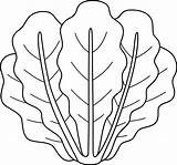 Romaine Lettuce Vegetable Isolated Coloring Page 11487136 Vector Art At  sketch template
