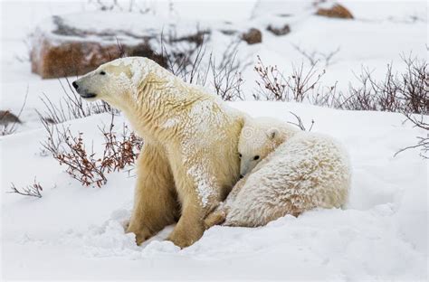 Polar Bear with a Cubs in the Tundra. Canada Stock Photo - Image of fauna, arctic: 79841192