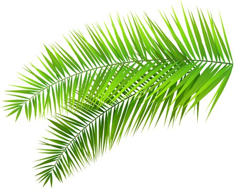palm leaf transparent background - Clip Art Library
