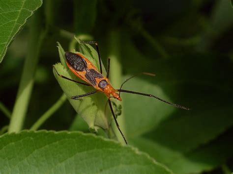 hemiptera_reduviidae_Zelus_longipes_milkweed_assassin_bug – Riverside Nature Center