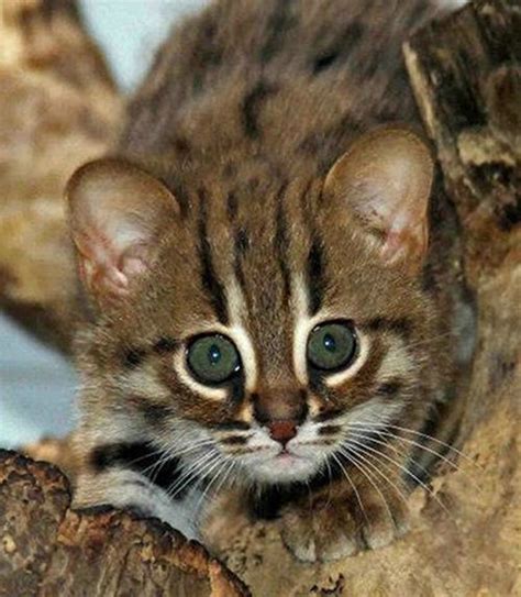 World's Smallest Wild Cats, Rusty-Spotted Cats, Make Appearance in ...