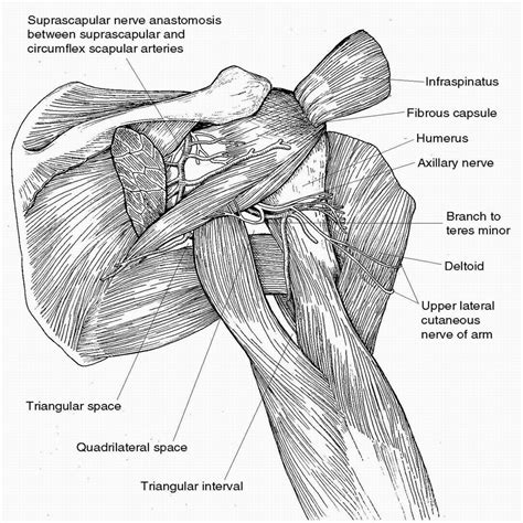 Axillary Nerve Injury: Diagnosis and Treatment : JAAOS - Journal of the ...