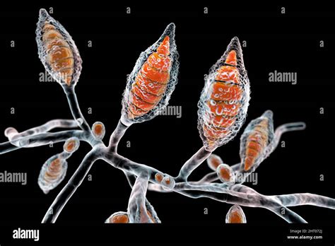 Microsporum Canis Labelled Diagram