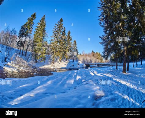 in the fir forest. winter Stock Photo - Alamy