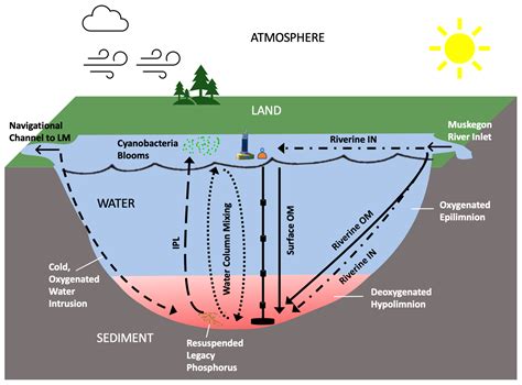 Cultural Eutrophication Diagram