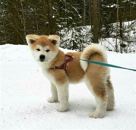 Akita puppies are incredible! This little guy is no exception. | Akita ...