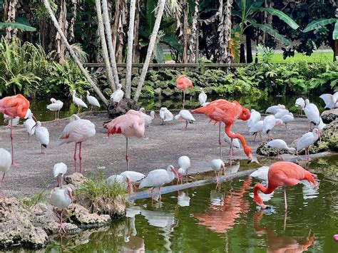 Nature Experience at Flamingo Gardens - Freedom Tour Travel