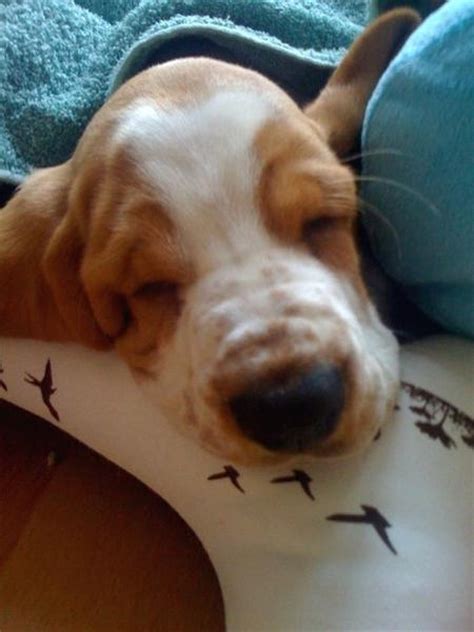 Basset puppy sleeping (4 comments)