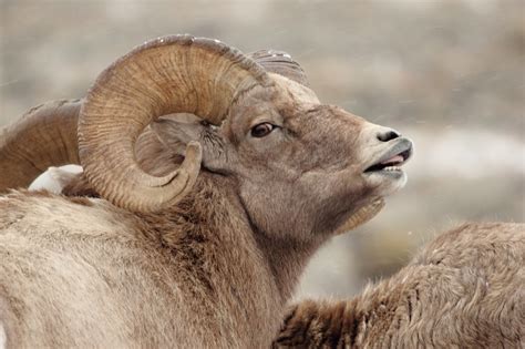 Bighorn Sheep Free Stock Photo - Public Domain Pictures