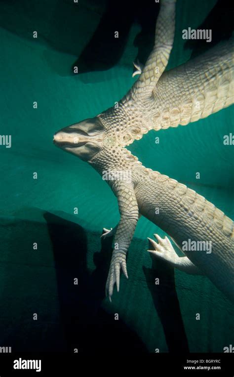 White alligator albino hi-res stock photography and images - Alamy