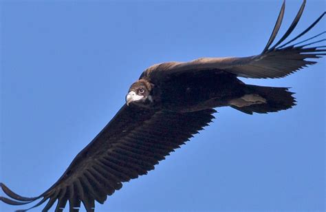 The Worlds Top 10 Birds With the Largest Wingspan