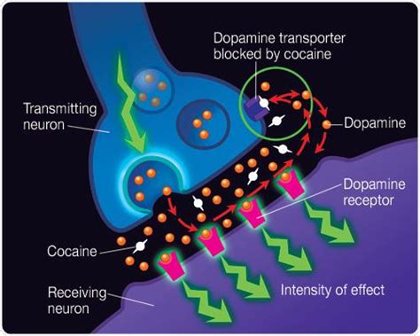 Dopamine Synthesis Mechanism