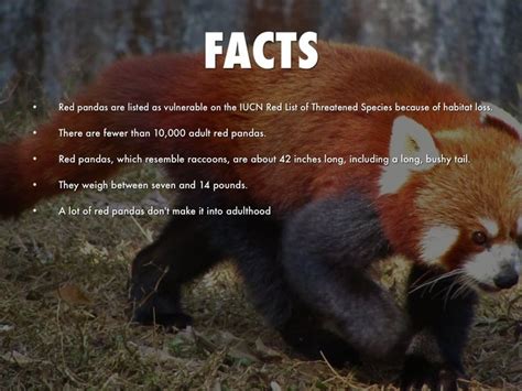 baby red panda facts - Clyde Rosario