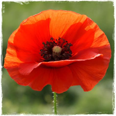 Creative Compulsive: Red Poppy Love