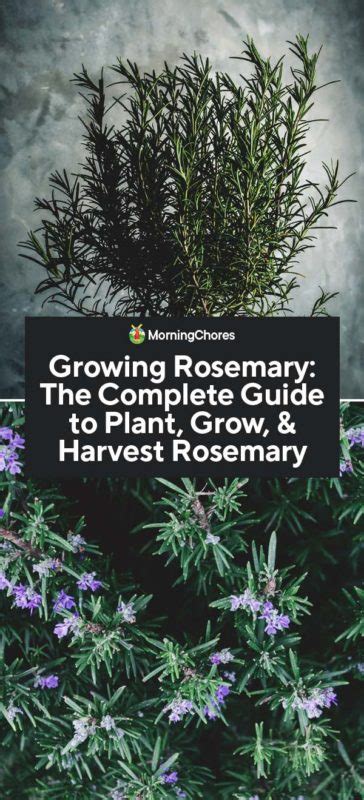 Growing Rosemary: The Complete Guide to Plant, Grow, & Harvest Rosemary