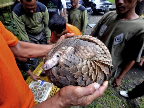 Foto Aksi Penyelamatan 400 Trenggiling Dri Kapal China - bigcendol