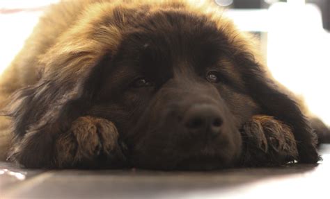 Leonberger puppy Leonberger Puppy, Puppys, Animals And Pets, Breeds, Board, Pets, Cubs, Puppies