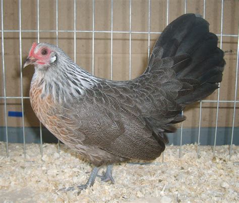 Dutch Bantam For Sale | Chickens | Breed Information | Omlet