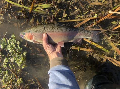 1 of 4 today. By far the best. Spring River Arkansas : r/flyfishing